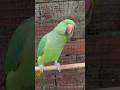 Mitthu video #nonstoptalkingparrot #talkingparot #shortsfeed #funny #viralvideo #youtubeshorts