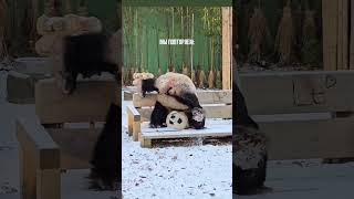 тгк: yogadressru #йога #шортс #вб #топ #озон #вайлбериз #вайлдберриз #wb #wildberries #ozon #lamoda