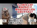 【スカッと猫ミーム】社長夫人「逆らえば旦那を転勤させるわ！」私「どうぞ？」→結果… #猫マニ #猫ミーム