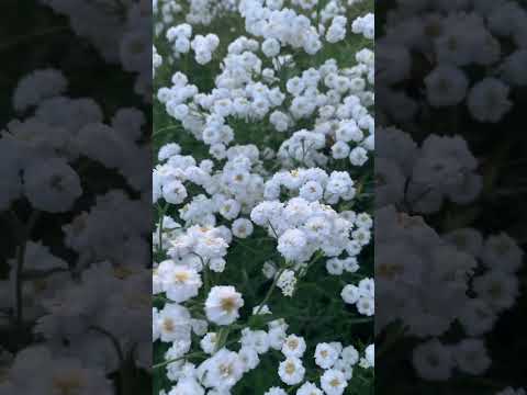 Перлинниця / Деревій птарміка / ЗКС контейнер 0,2-0,3л, видео 1