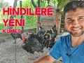 Hindilerin Yeni Yeri Kümeslerin Son Hali