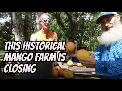 This Famous Mango Farm Is Closing