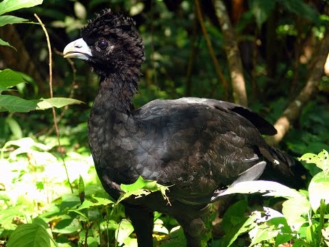 Video: Hvor findes curassows?