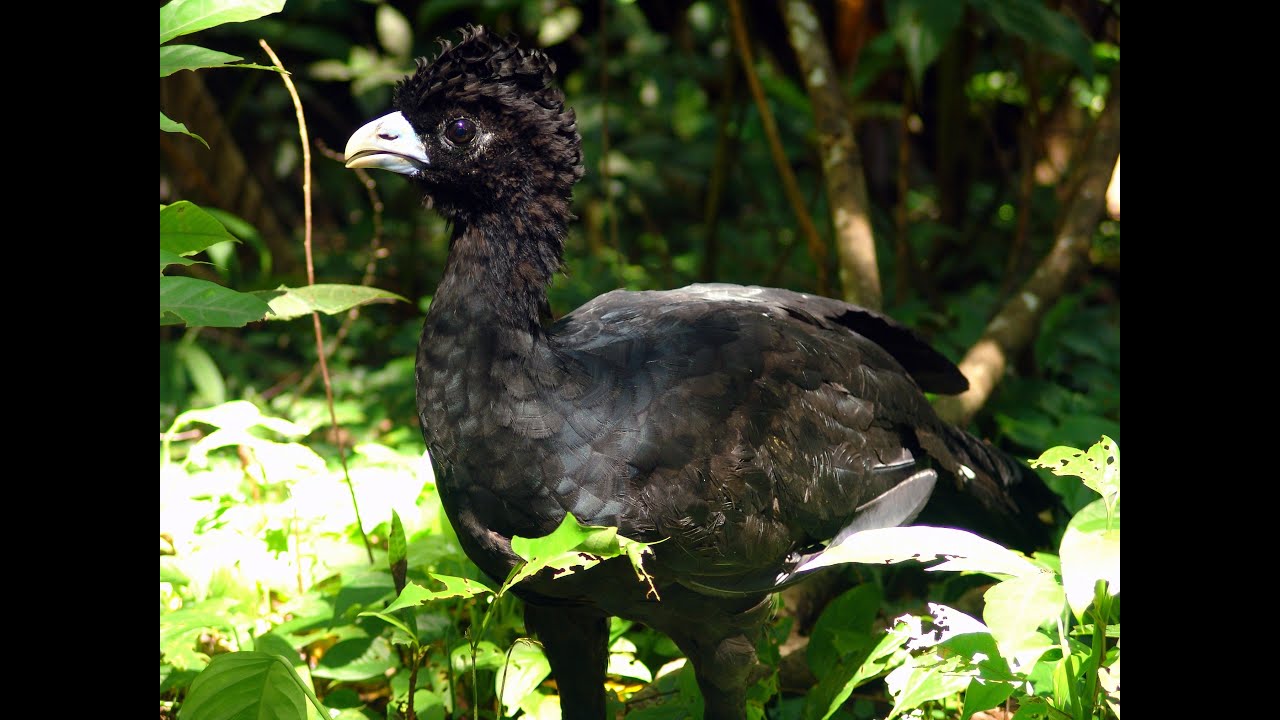 Blue-billed Curassow Reserve: Last Place for Rare Bird 