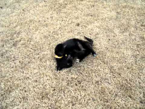 border collie pomeranian mix for sale