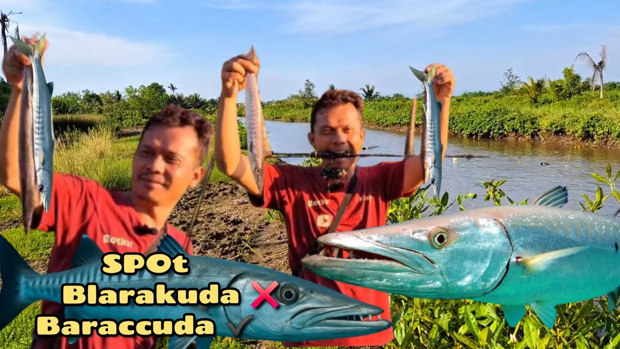 AKHIRNYA NEMU SPOT IKAN BARACCUDA