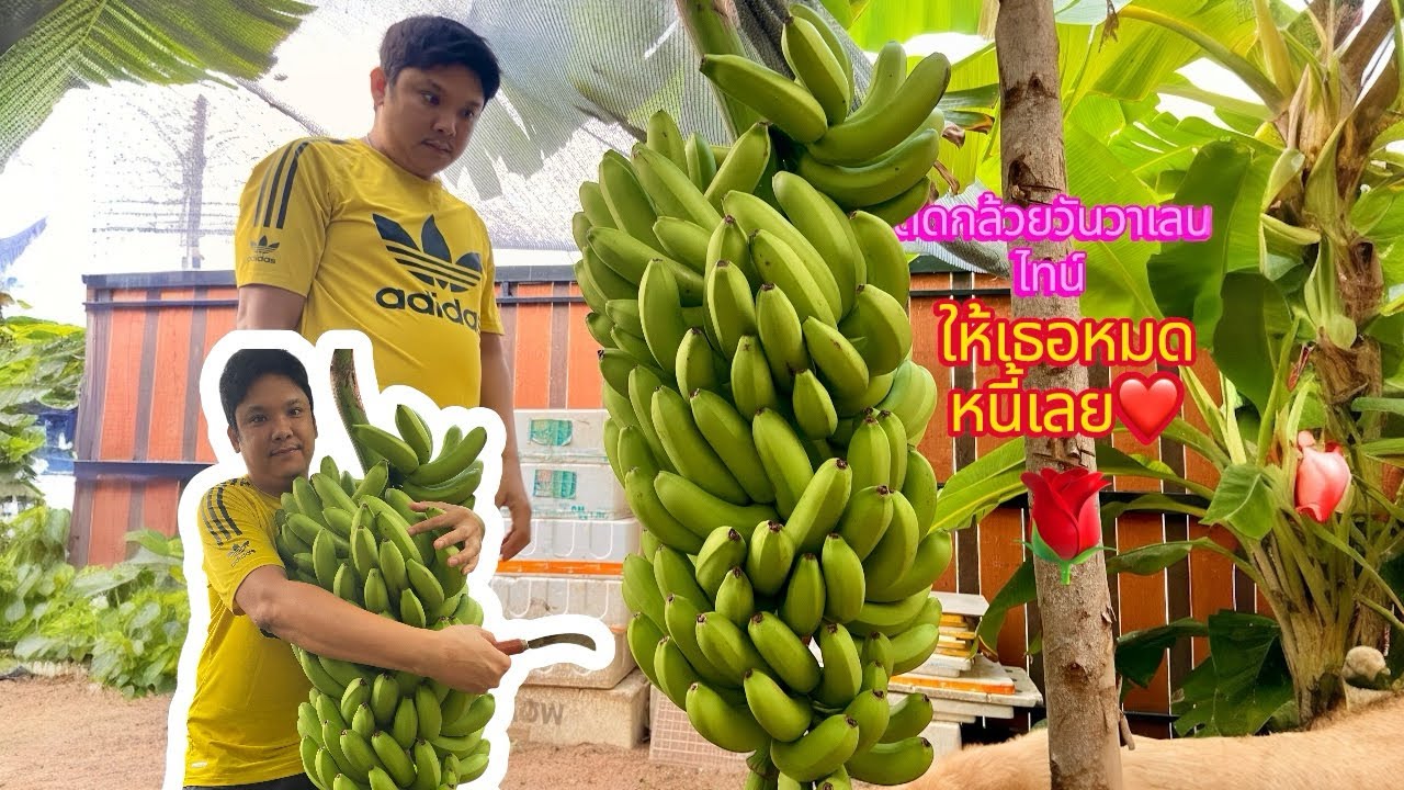 EP31..ตัดกล้วยวันวาเลนไทน์/ไหว้ตรุษจีนทั้งเครือเลยดีไหม!..