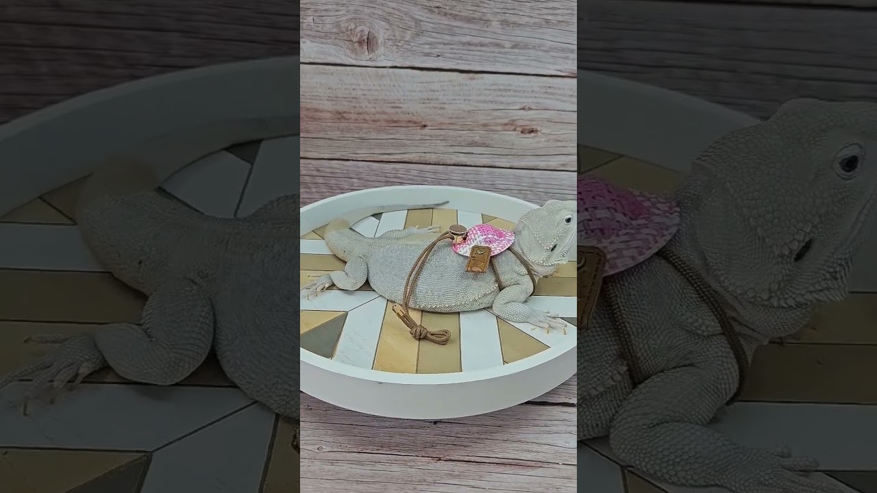 Blizzard the bearded dragon models yet another The Che Zoo harness 🦎