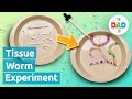 Cool Tissue Wiggly Worm Science Experiment