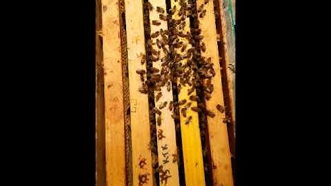 The distinctive "queenless roar" of a queenless colony