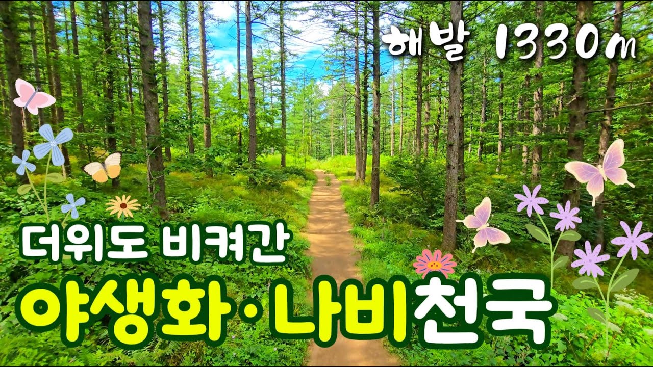 4시간 산책 11분에! 만항재 야생화축제｜함백산 산상의 화원｜고한 야생화, 태백여행, 정선여행, 함백산 야생화축제 (wildflowers)
