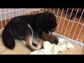 生後3日目☆子犬を隠すハル