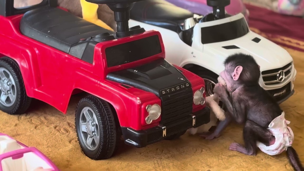 СМЕХ! Посмотрите какая Николь стала резвая😂