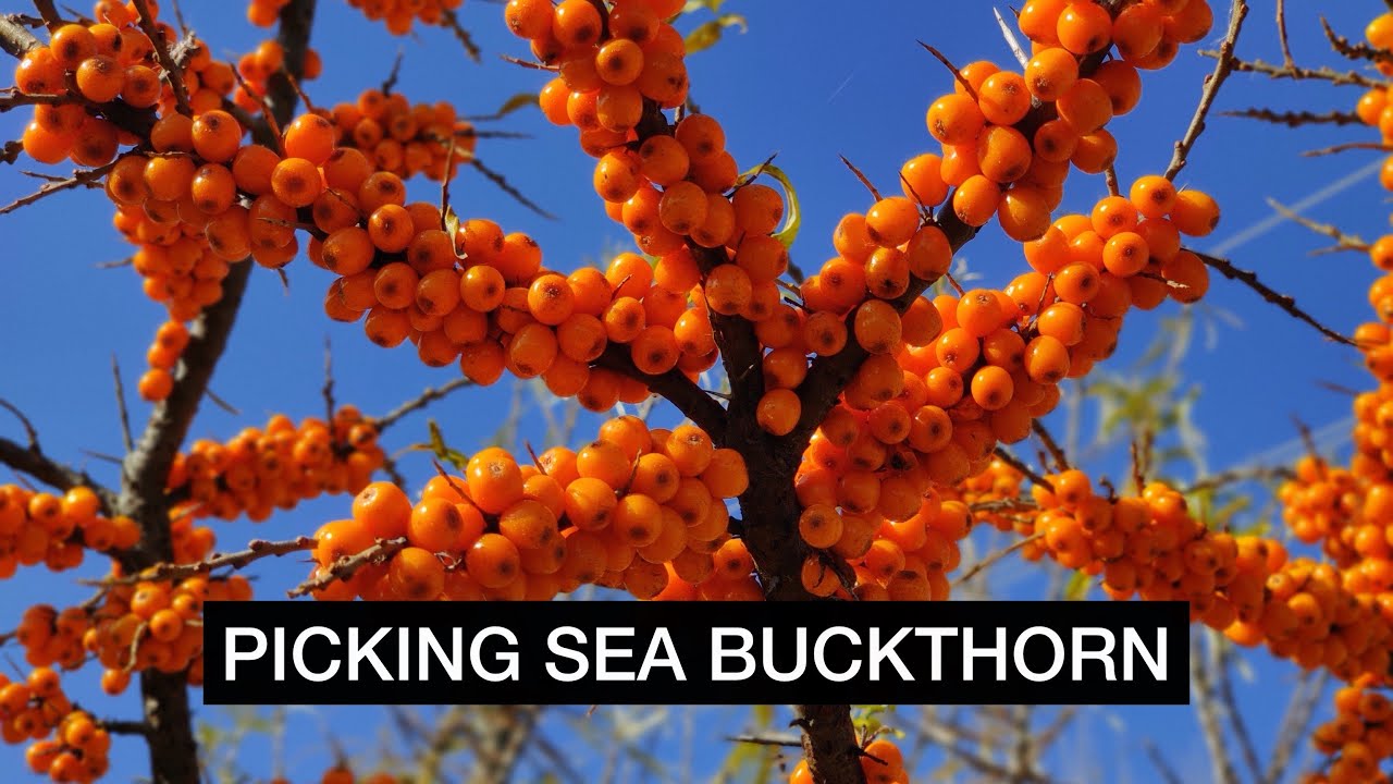 How Easy it is to Harvest SEA BUCKTHORN