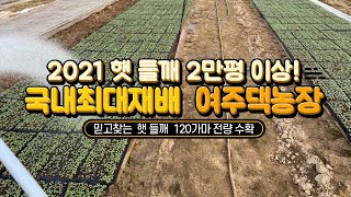 2021 햇 들깨 2만평이상 전량수확! 들깨가격, 시세[판매종료]