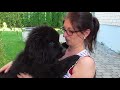 Newfoundland puppy thinks he's a lap dog