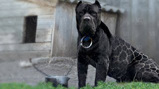 These Are The 10 Least Popular Dog Breeds by ViralBe 5 months ago 7 minutes, 42 seconds 9,458 views