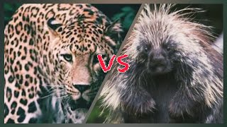 leopard vs porcupine - The tragic end for both
