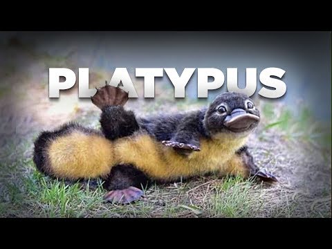 Video: Platipus bertelur? Bagaimana platipus berkembang biak? Fakta Menarik Platipus