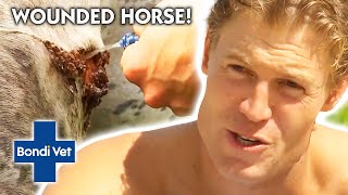 Desperate Fijian Horse NEEDS URGENT HELP | Bondi Vet Clips | Bondi Vet