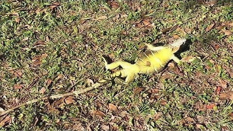 Frozen iguanas falling from trees during cold snap in Florida
