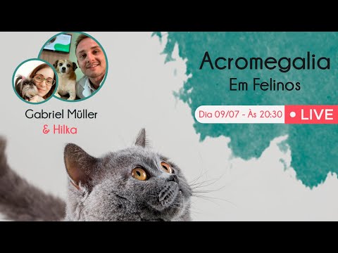 Vídeo: Acromegalia Em Gatos - Rara, Mas Provavelmente Subdiagnosticada