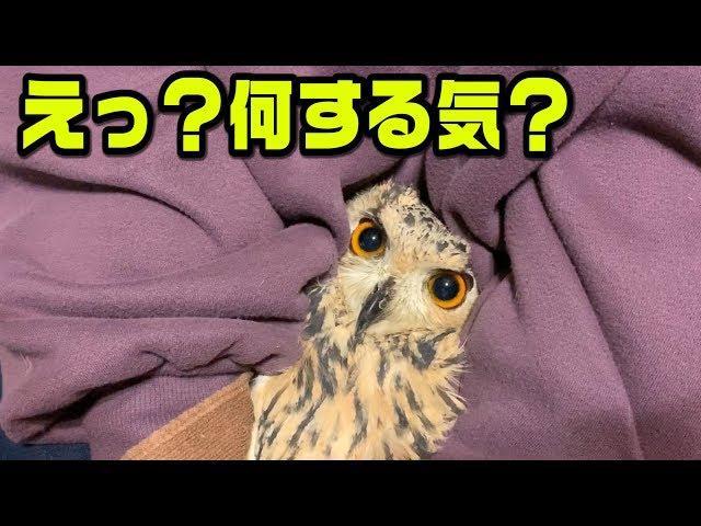 爪とクチバシを切ってもらってさっぱりのフクロウさん