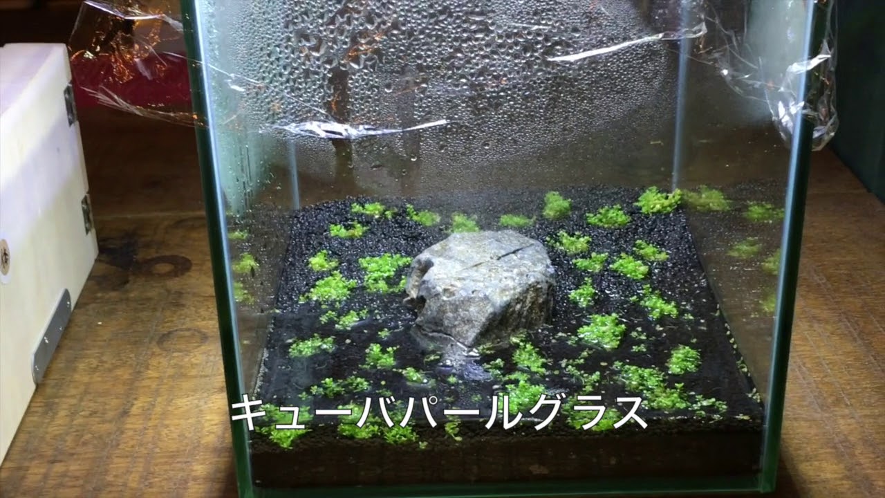 アクア部 金魚の餌やり 冬編 Youtube