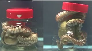 How octopus escapes from a closed jar