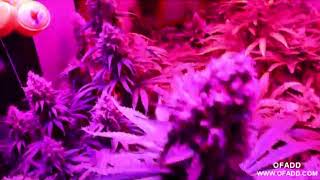 medical marijuana indoor led dwc grow Hydroponic System with LED Grow Lights