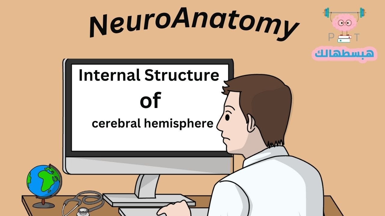 Internal structure of cerebral hemisphere ( white matter basal