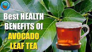 6 Best Health Benefits of AVOCADO LEAF TEA | Lower Blood Sugar Level | Help Diabetes Patients