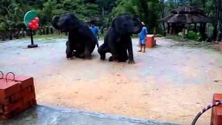 Шоу слонов в тайской деревне