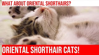 Sleek and Sophisticated: Get to Know Oriental Shorthair Cats!