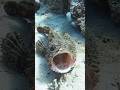 The Most Dangerous Fish You’ll NEVER See 😨🐡