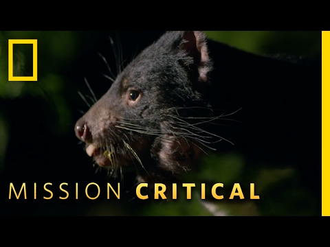 Top 3 Tasmanian Devil Moments | Mission Critical