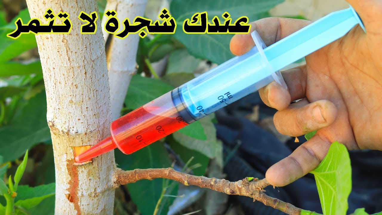 الحل السحرى لو عايز الاشجار تثمر بدون توقف وجميع الخضروات ونباتات الزينة تعطى ثمار وازهار بلا حصر