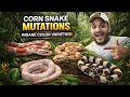How Do Corn Snake Mutations Happen? 😳🐍 | Amel, Anery, Snow &amp; More Explained | Karnataka Aquarium