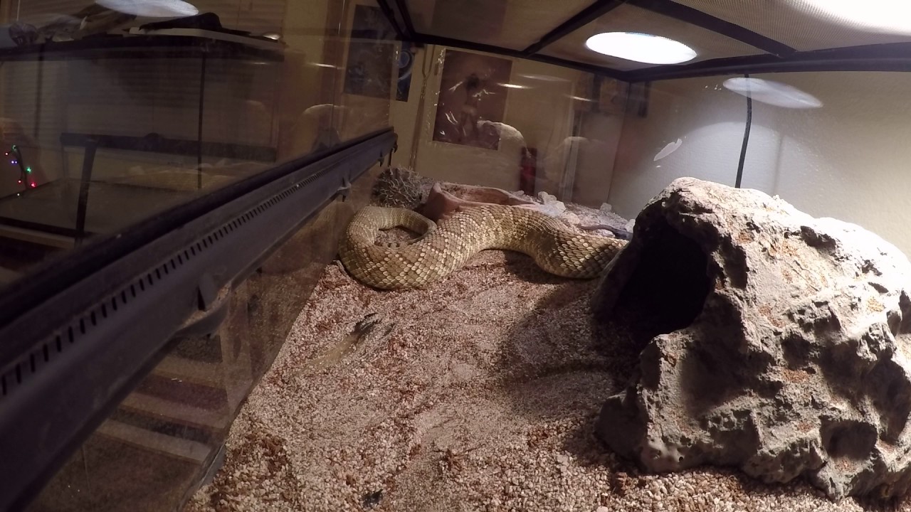 Picture of Long time captive C. Scutulatus taking a frozen thawed rat. - YouTube