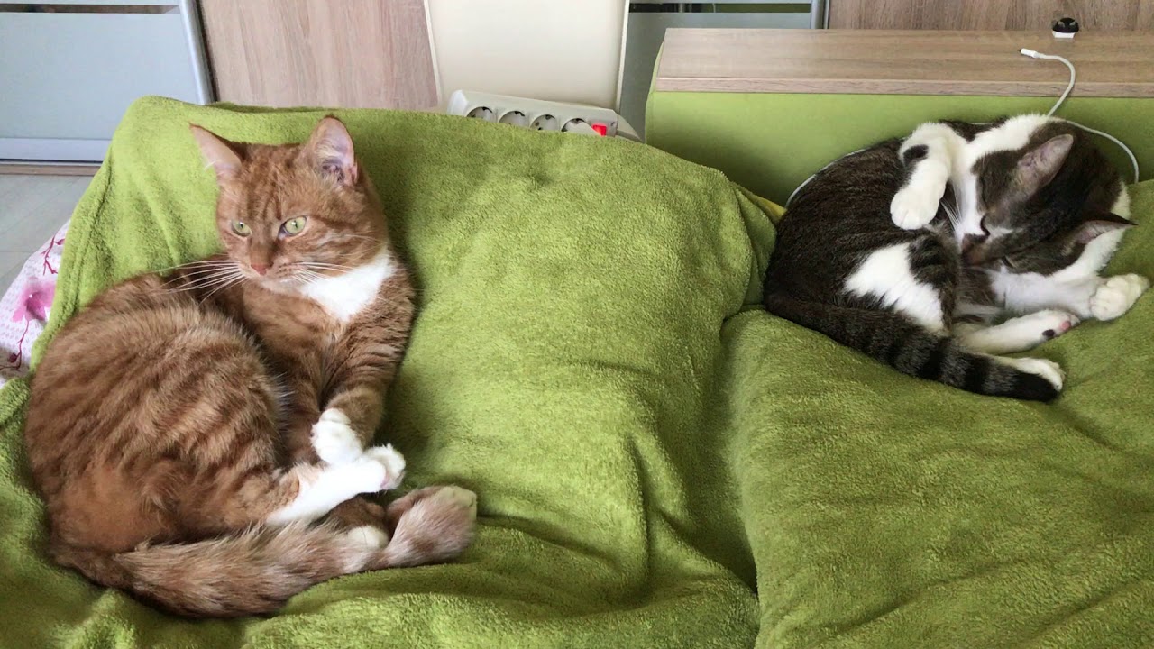 Cats cleaning themselves / Котики умываются YouTube
