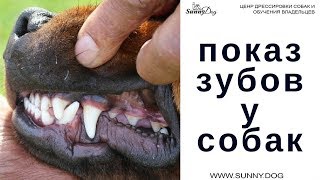 Показ зубов у собаки Показ зубов у собаки