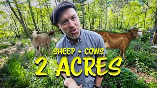 We Set up a Herd on just 2 acres | Small Scale Sheep and Cows