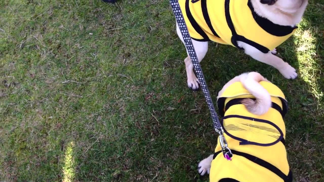 Nottingham Pug Club:  Pugoween Walk