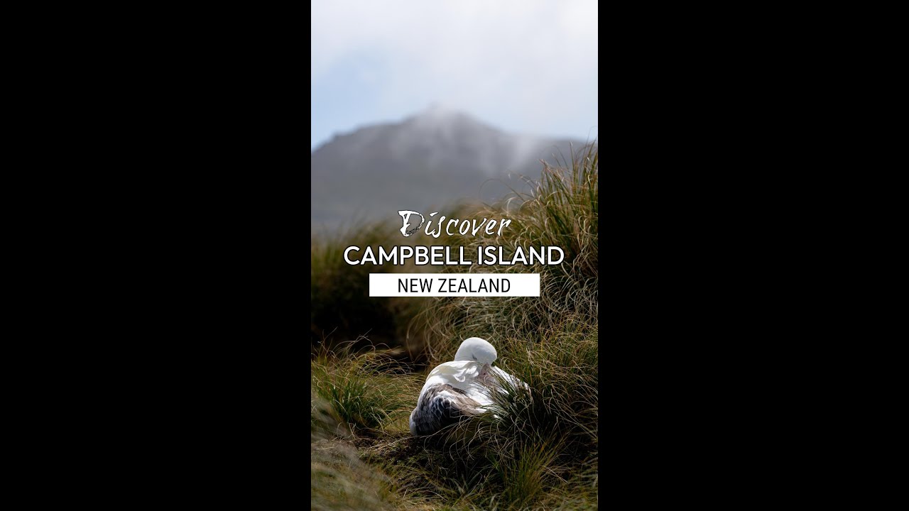 Campbell Island, Sub-Antarctic New Zealand