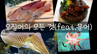 한치, 오징어, 꼴뚜기, 문어 제대로 구분하자! #한치 #꼴뚜기 #문어
