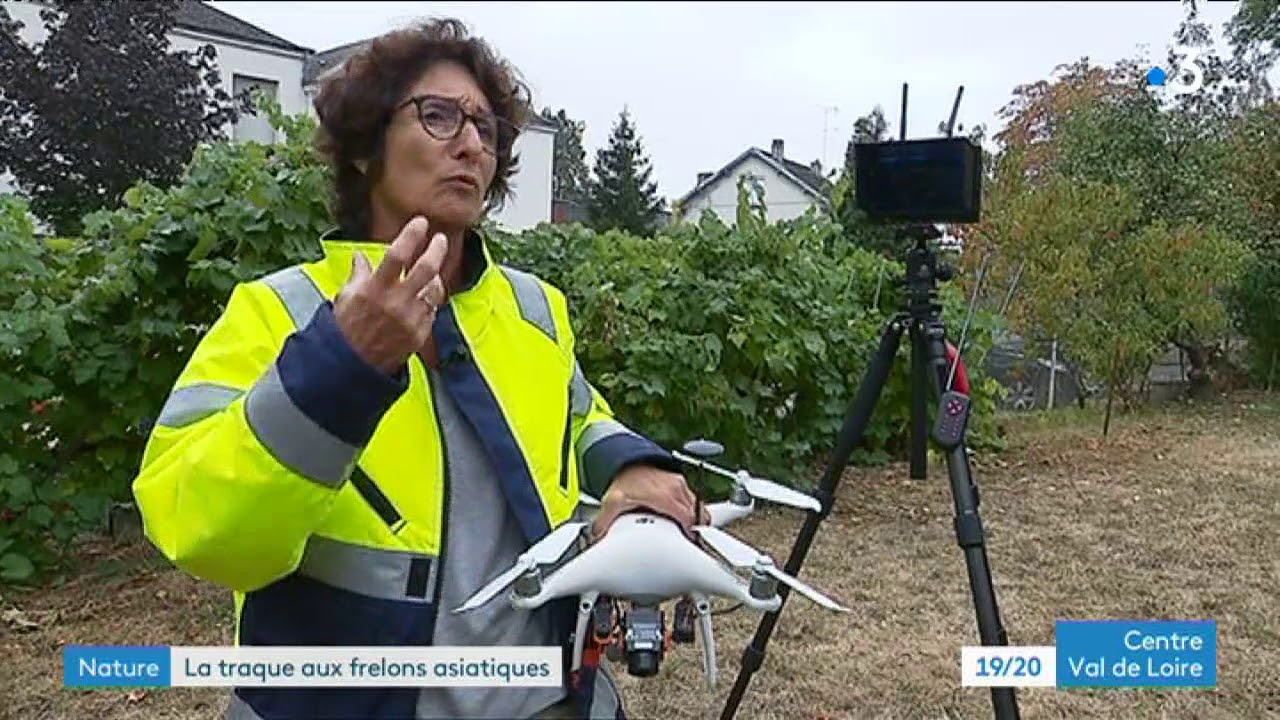 Loiret : nouvelles techniques pour combattre les frelons asiatiques france télévisions sport