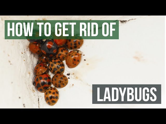 Lady Bugs - Organic Control, Inc.