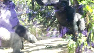 Mother gorilla Genki avoids getting involved in the commotion. Date taken 2024.5.3 by きょうのゴリラ Gorilla today 2,118 views 12 days ago 18 minutes