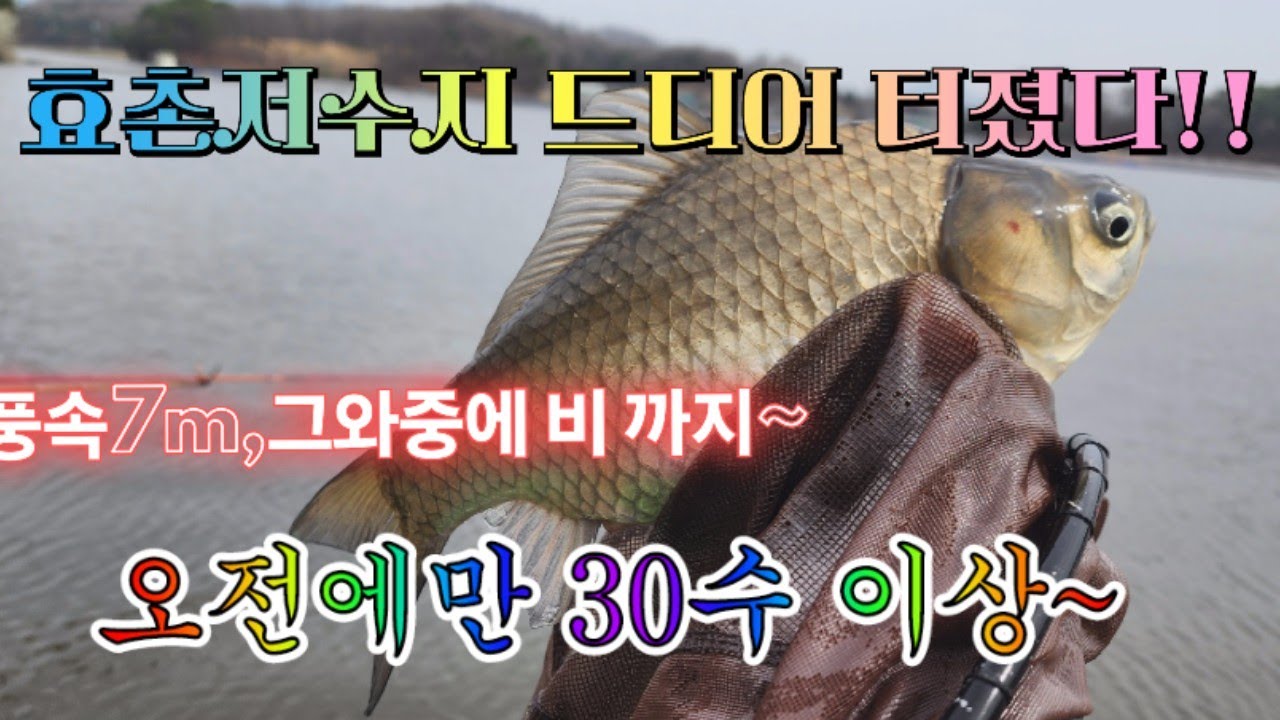 드디어 터졌다!! 효촌저수지 ~덩어리들이 짬낚시에 50수 이상#중앙어수라 #초계찌 #차이조구 #거북선대왕좌대