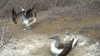 Blue Footed Boobies Walk